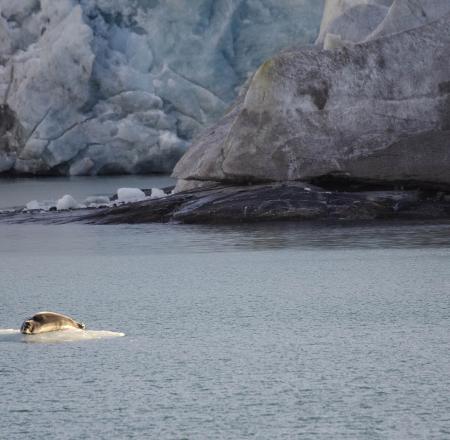 A banded seal at Svalbard's Nordenskiold glacier. Photo: AUVSI